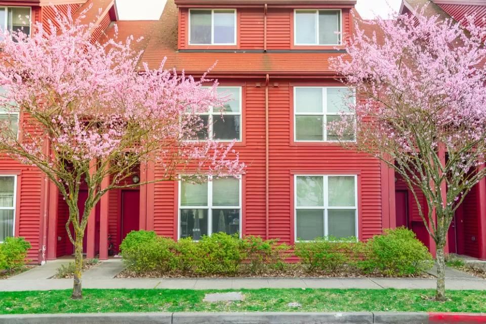 Facade entrance of typical townhouse with cherry blossom in Seattle, Washington, America. Colorful red siding of two story attached townhouse duplex with blooming pink flower near windows with blinds